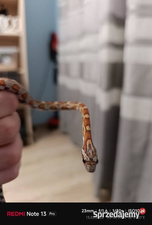 Sprzedam węża zbożowego Blachownia