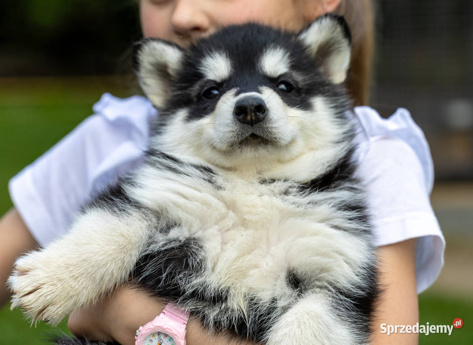 Piękna Sunia Siberian Husky szczenię Wola Zarczycka