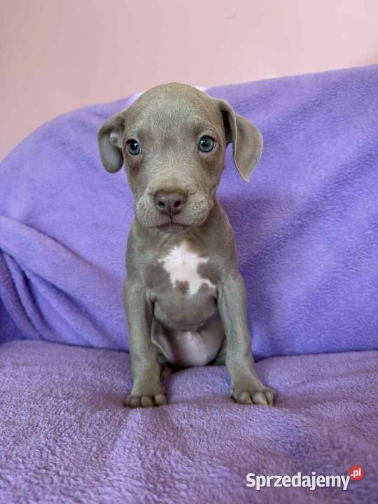 American Pit Bull silverfawn pitbull