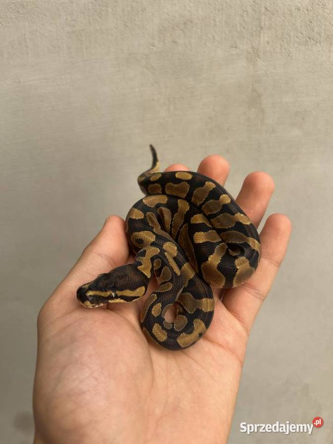 Wąż Pyton Królewski Enchi PK122025 samiec Gniezno