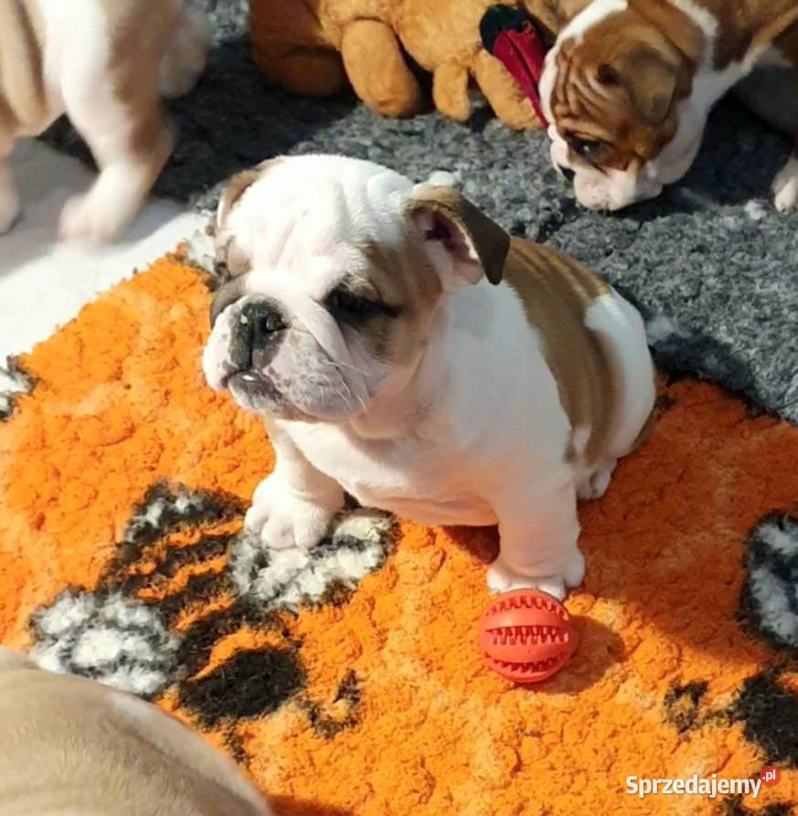 Buldog angielski FCI samiec Buldog świętokrzyskie Kielce