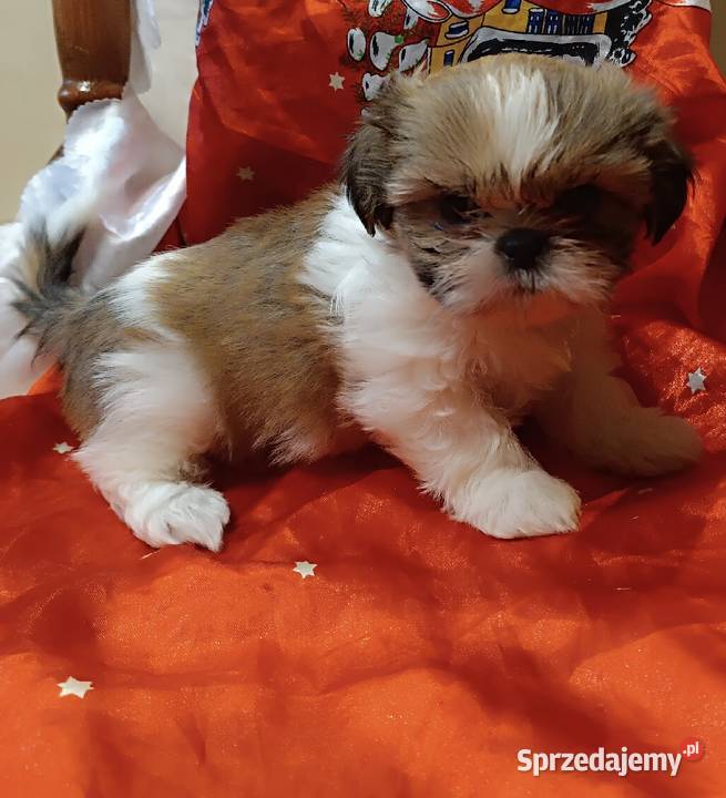 Shih tzu suczka Shih Tzu Bolesławiec