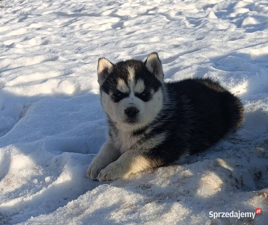Szczeniaczki Siberian husky z elitarnym Krośniewice