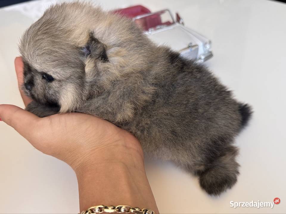 Szpic miniaturowy Pomeranian samiec MIŚ