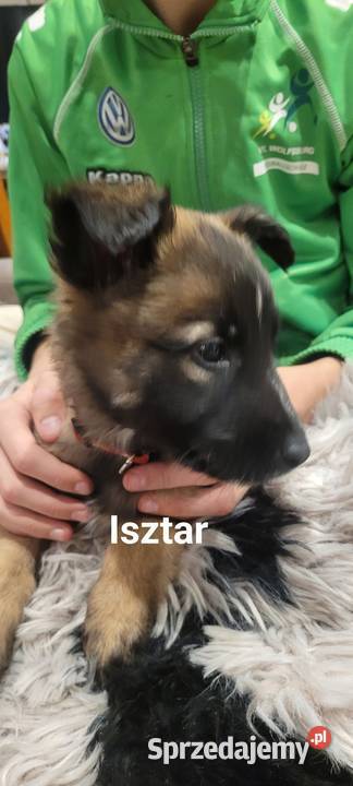 owczarki belgijskie Owczarek Pruszków