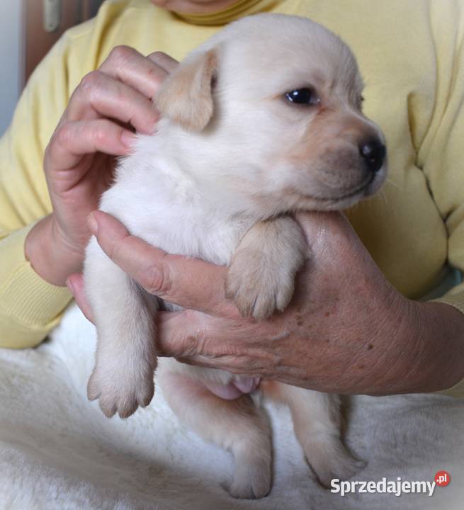 Zdrowe piękne mądre suczki Labrador ZKwP śląskie Myszków
