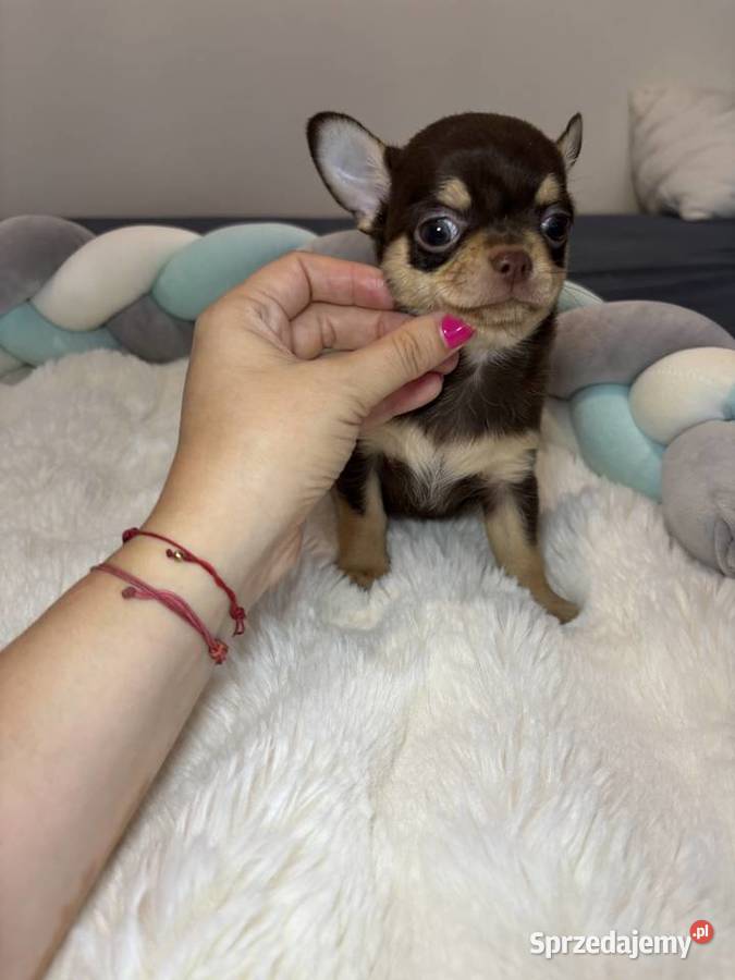 Chihuahua piesek krótkowłosy Choco Tan badania