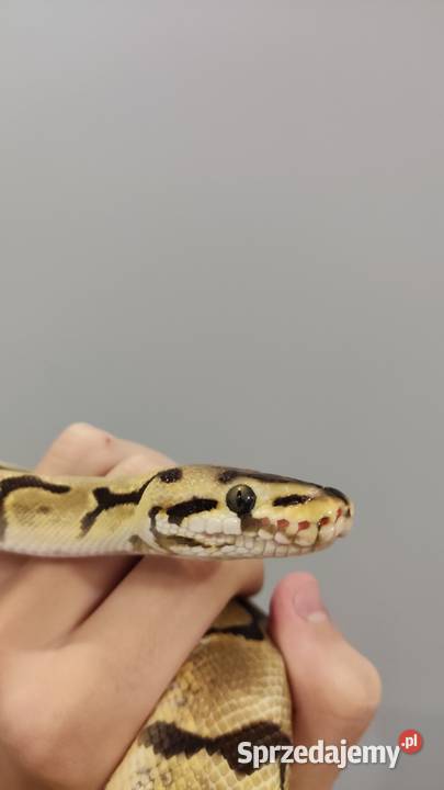 Pyton królewski SAMICA regius Spider małopolskie Krzeszowice