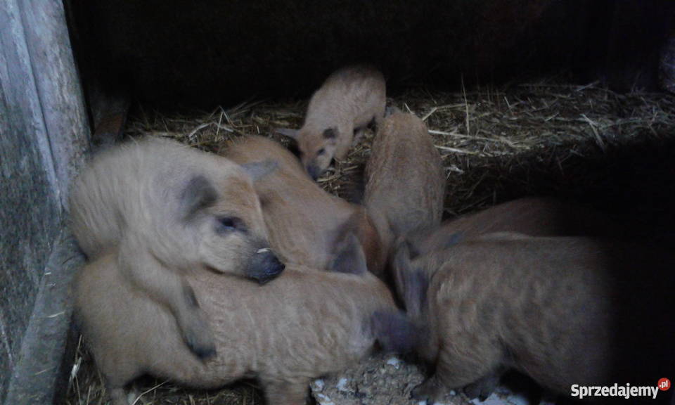 Prosieta Mangalica mangalice Czajków sprzedam