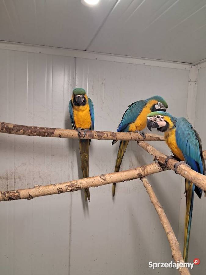 Ara Ararauna mazowieckie
