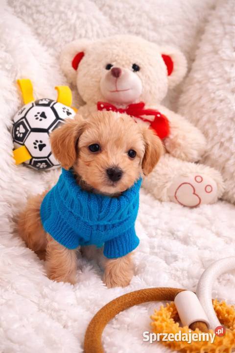 Maltipoo piesek mama maltańczyk tata pudel toy Busko-Zdrój