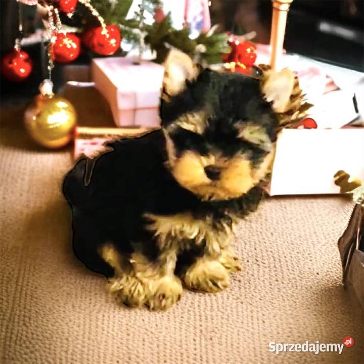 York Piękny Rey Cudeńko wymagających Wrocław sprzedam