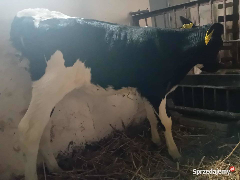 Jałówka żarłak Bydło Mokronosy