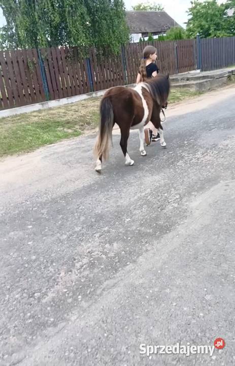 Bezpieczna dzieci Kucynka zachodniopomorskie Grzybno
