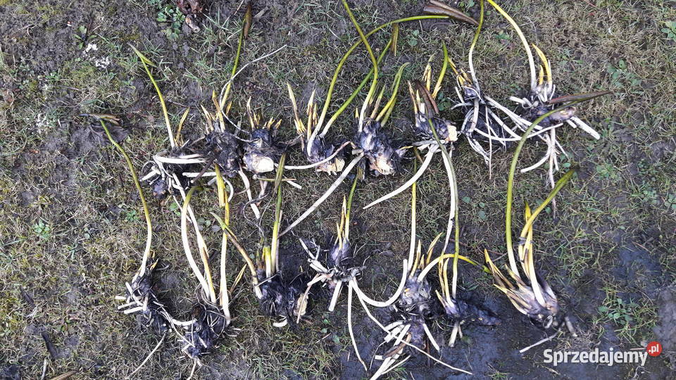 Lilia wodna Nenufar podkarpackie