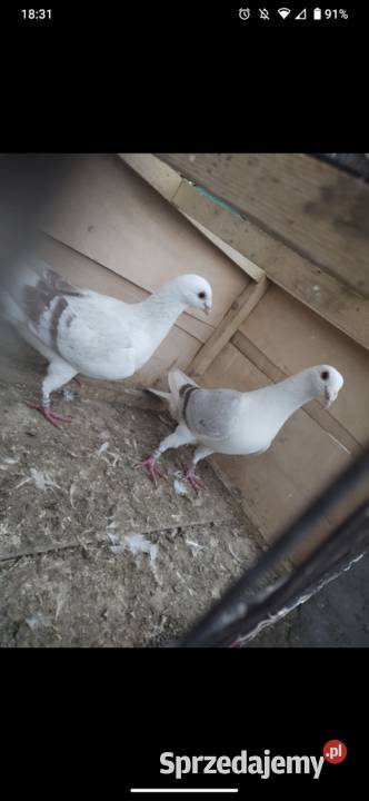 Gołębie śląskie tarczowe