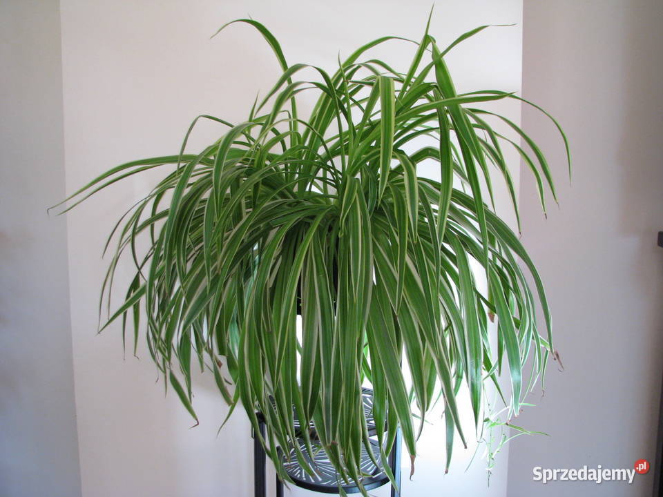 Zielistka Sternberga piękny zdrowy duży kwiat małopolskie