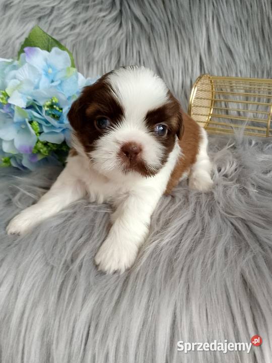 Biało czekoladowy piesek rasy ShihTzu Zwierzęta