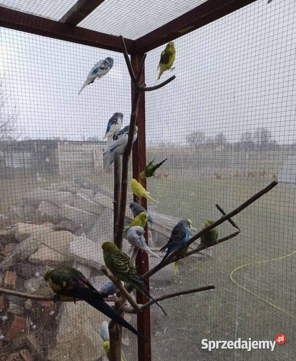 Papugi faliste łódzkie Łask sprzedam