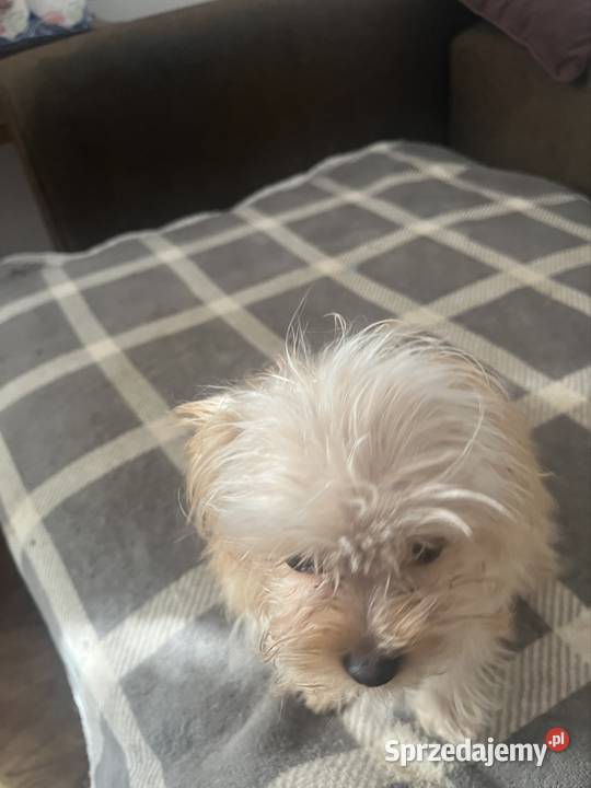 YORKSHIRE TERIER YORKI YORK CHOCO MERlE ZlOTY świętokrzyskie Starachowice