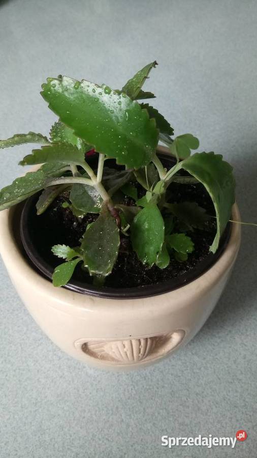 Doniczka i sadzonka beżowy