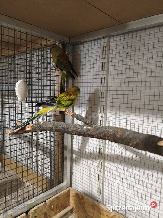 Papugi Świergot para