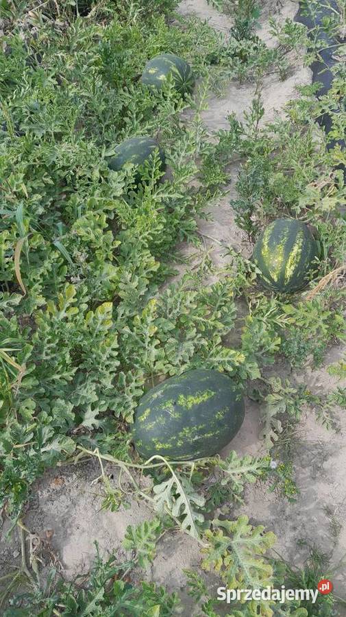 Arbuzy własna plantacja Trębaczów