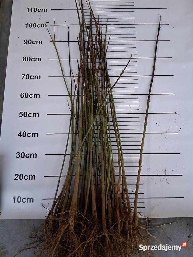 Klon morwa katalpa catalpa modrzew podkładki do Puławy