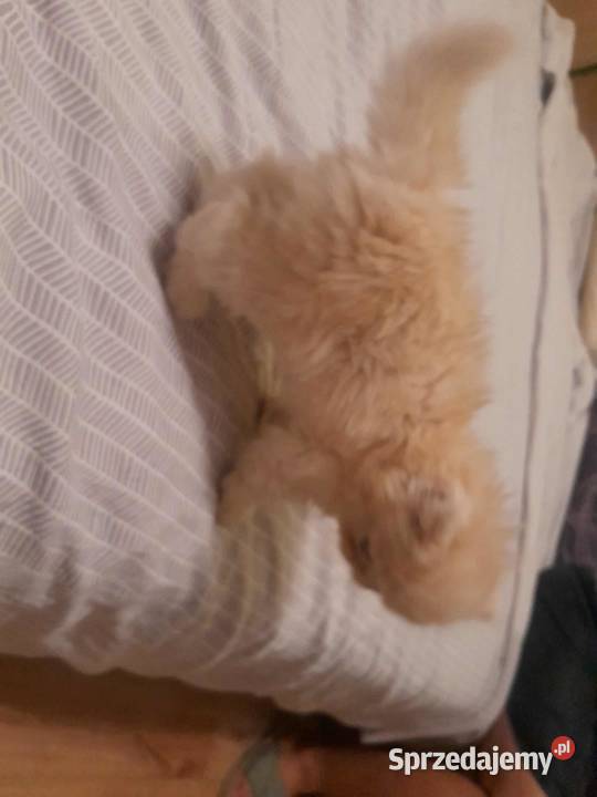 Kotka perska biszkoptowo biała małopolskie Szyk