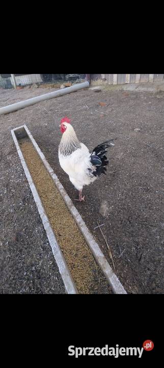 Kogut koguty młode 2025 małopolskie Nowy Sącz
