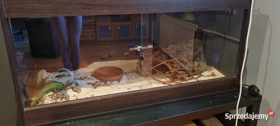 Pyton królewski z terrarium Gady i płazy Bobrek