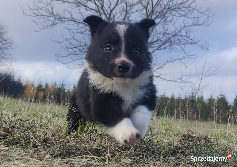 Piękna Rasowa Suczka Border Collie szczenię z Kraków