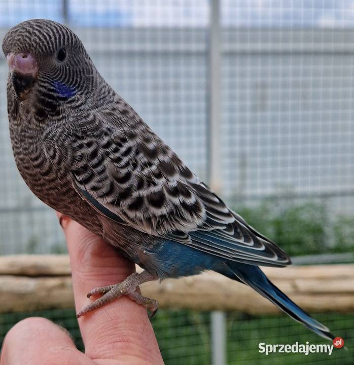 papużka falista blackface łatwo się oswaja może Katowice