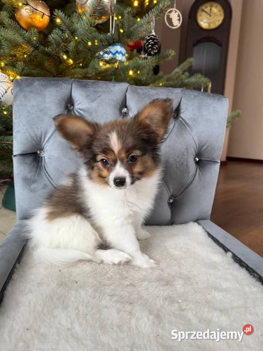 Papillon szczeniak Spaniel kontynentalny Pozostałe Dudki