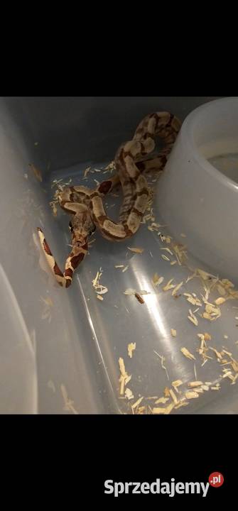 Boa imperator samce 2025 Bydgoszcz