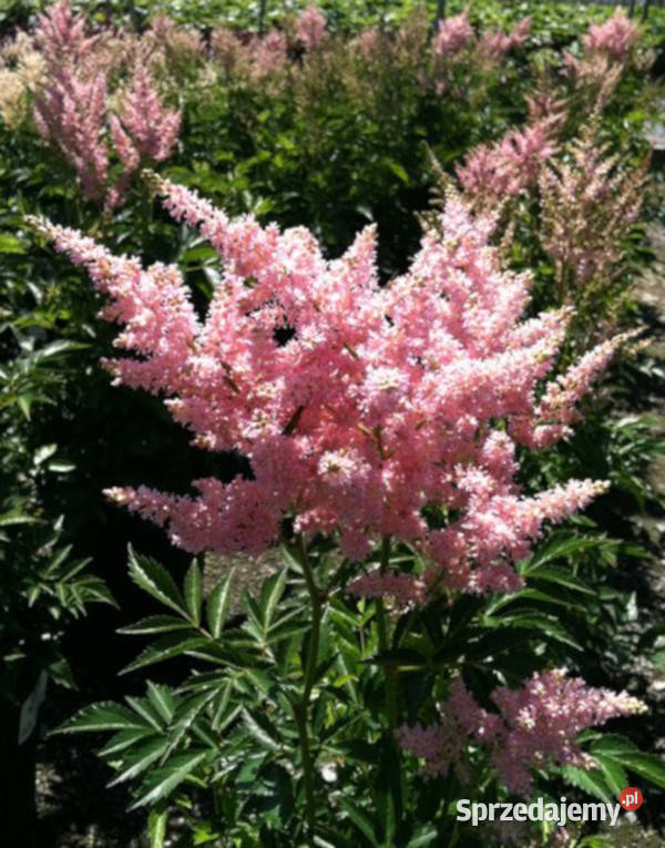 TAWUŁKA JAPOŃSKA Peach Blossom sadzonki w Ustronie
