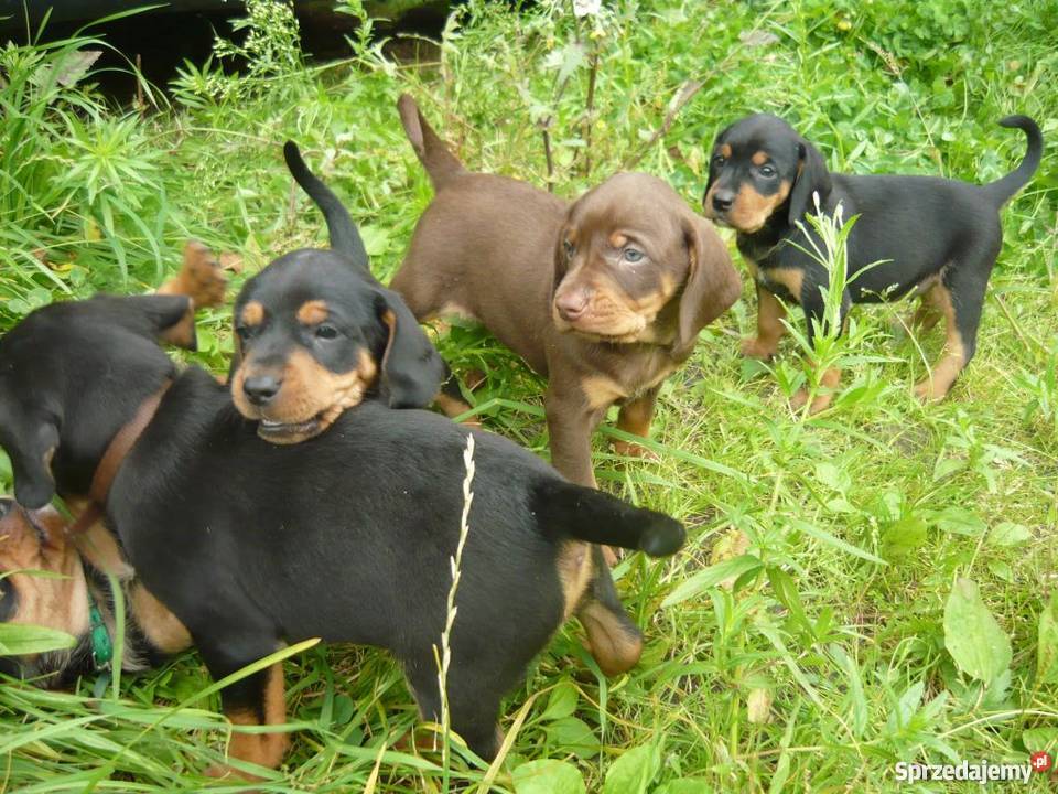 Gończe polski i czekoladowe mazowieckie