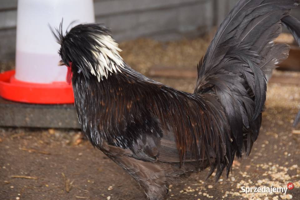 Kogut ozdobny czubatki Ptaki Łochów