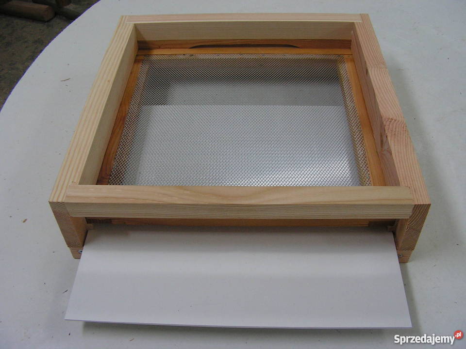 Dennica osiatkowana typ wielkopolski Roztoka