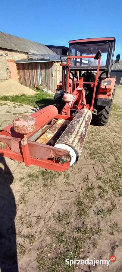 Owiarka mazowieckie Płońsk