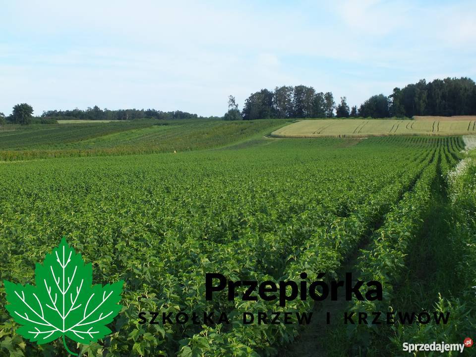 Sadzonki porzeczki czarnej GOFERT ORES licencja Pozostałe lubelskie Stary Pożóg