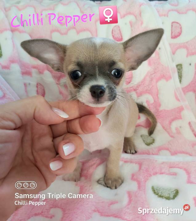 Biszkoptowa z liliowym odcieniem krótkowłosa sprzedam