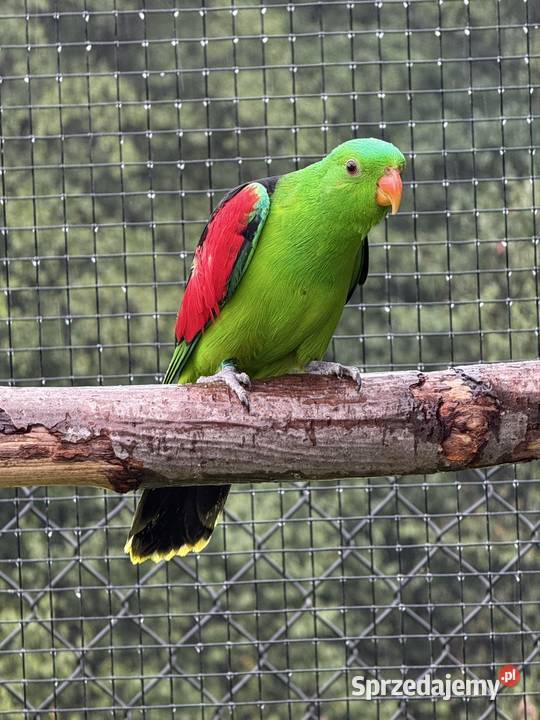 Sprzedam samca Krasnopiórka czerwonoskrzydła Wieliczka