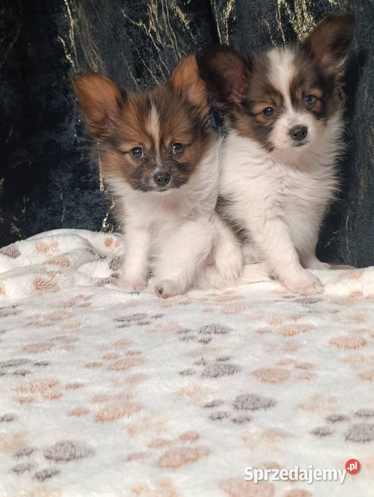 Papillon Spaniel Kontynentalny Psy świętokrzyskie Szczaworyż sprzedam