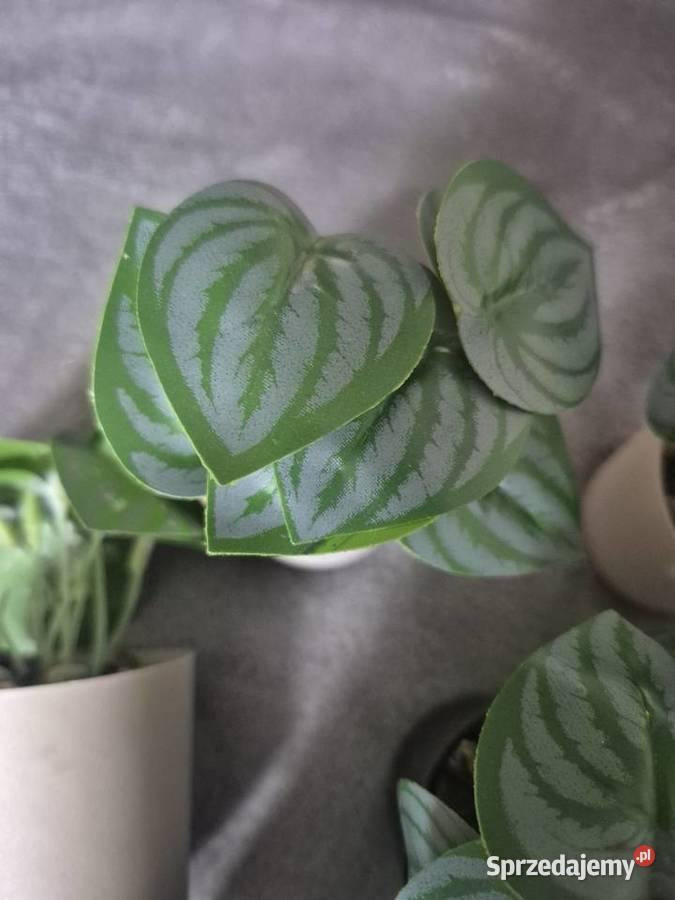 Zestaw kwiatków Czerwionka-Leszczyny