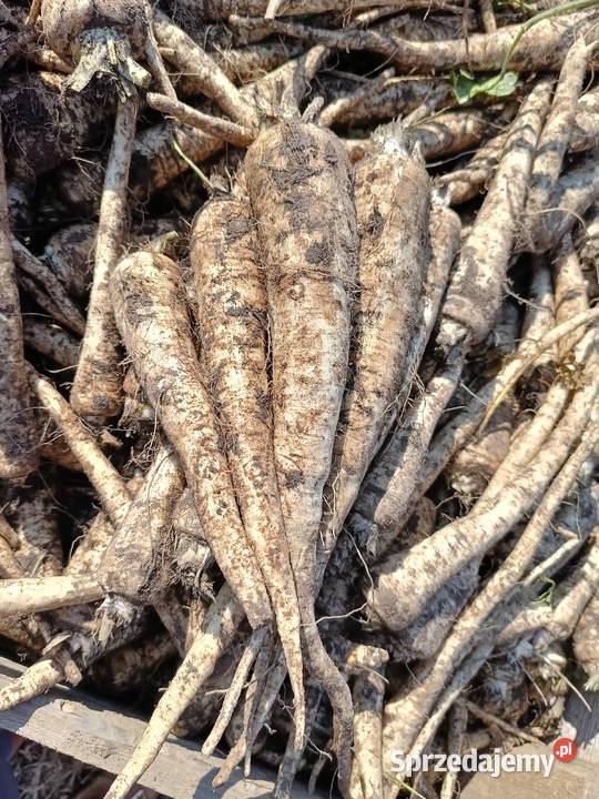 Sprzedam pietruszke Bilno