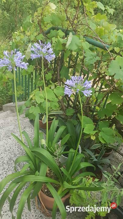 Agawa roślina ozdobna do ogrodu mazowieckie Józefów
