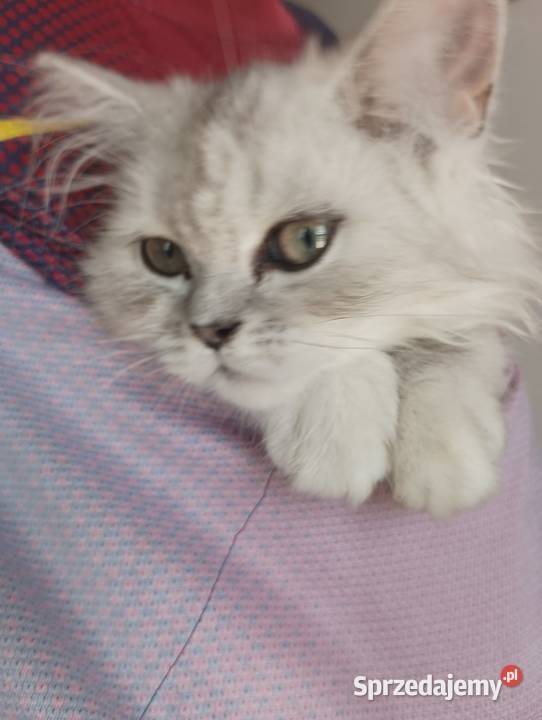 Cudowne persy szynszylowe Perski Brzesko