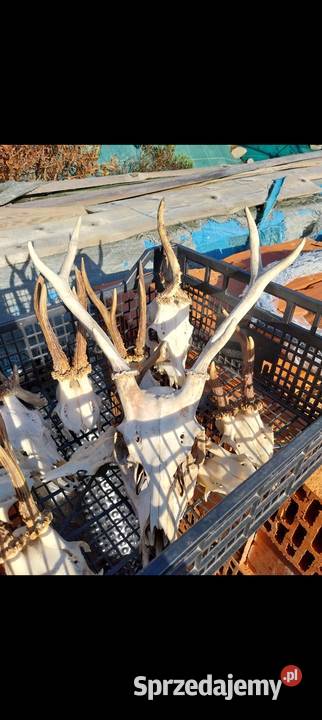 Rogi rózki poroże Nowy Sącz