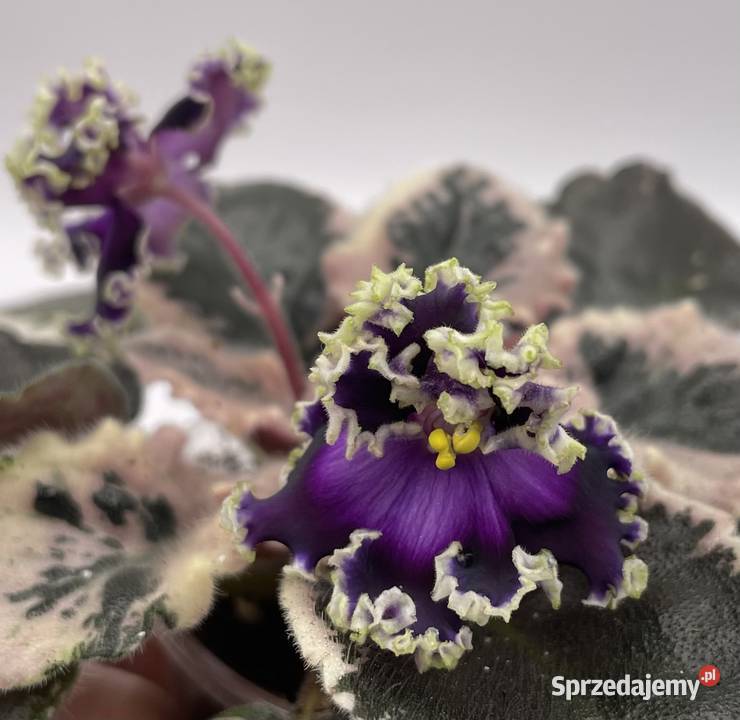 Fiołek afrykański kwitnąca sadzonka Jędrzejów